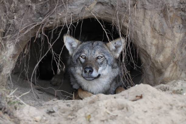 istock Portrait of a wolf in a burrow 2135150462
