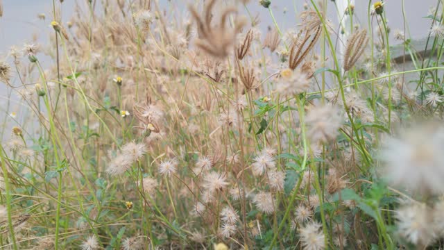 Close-Up of Grass and Dandelion-Like Flowers