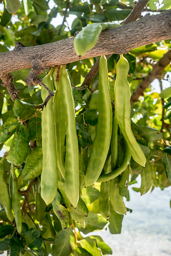Green carob fruits hanging in Ceratonia Siliqua tree