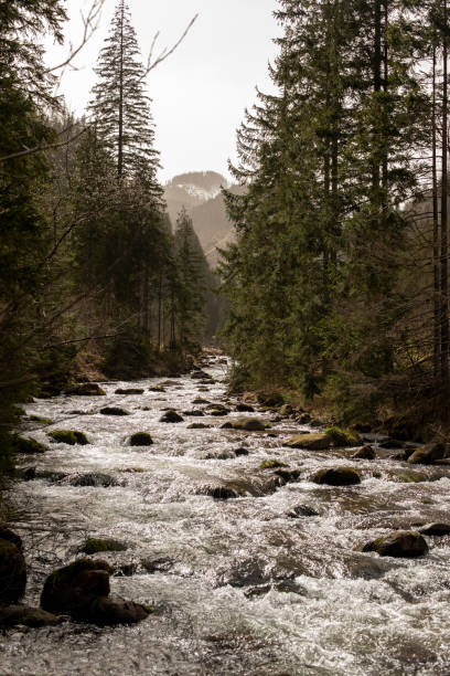 istock small mountain river surrounded by trees in the Tatras, 2135196600