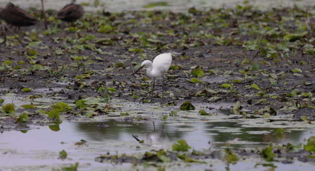 White egret wading bird hunting for food on Fraser island (K'gari)
