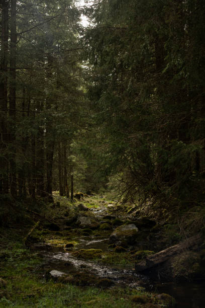 istock small mountain river surrounded by trees in the Tatras, 2135203793