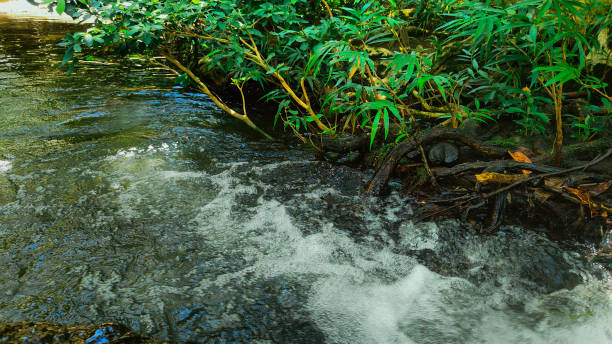 istock fresh leaves on the river bank 2135209047