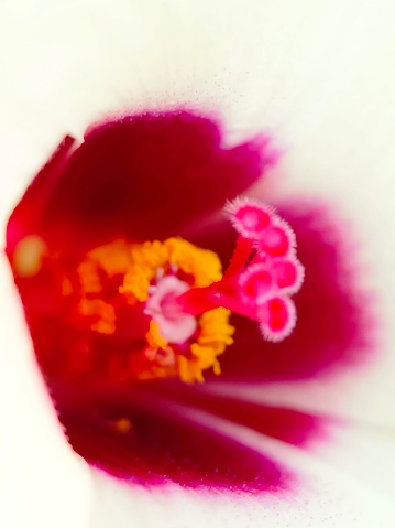 Defocused view of kenaf flower center with stamens and pistils