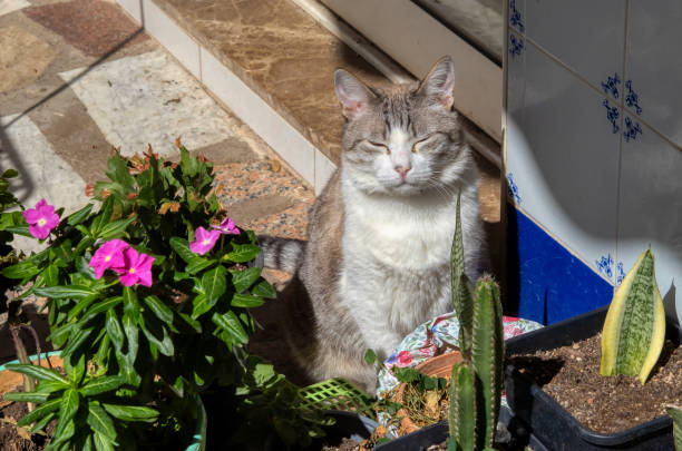 RELAXED CATS BATHING IN THE SUN