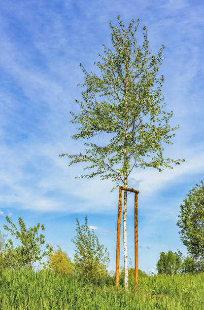 istock spring young birch in the park with mooring 2135230305