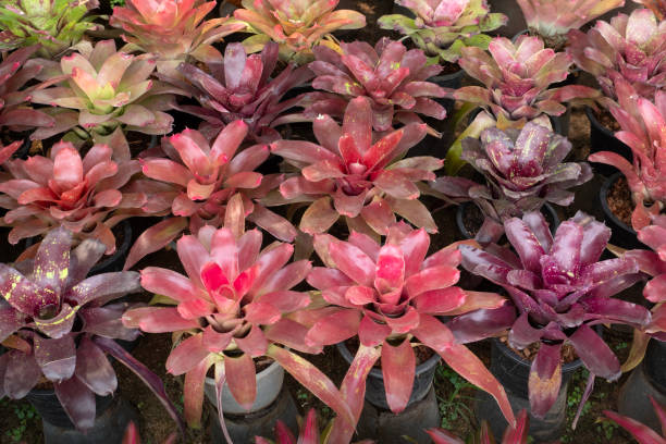 istock Beautiful Bromeliad Leaves plants pattern for nature background. 2135234107