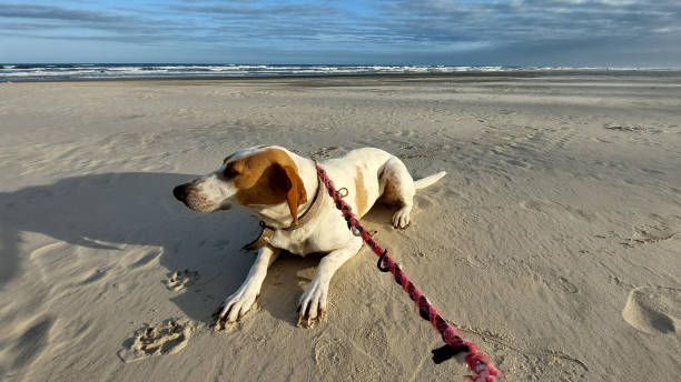 Dog on the sand in the beach , brazil