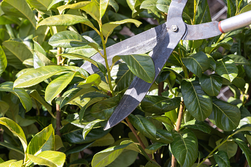 Pruning, trimming, cutting Laurel hedge by garden scissors. Prunus laurocerasus, also cherry laurel, common laurel or English laurel. It is a fast-growing shrub with evergreen leaves, abundant foliage throughout the year and dense branches that create a dense barrier or fence.