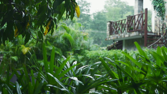 View of luxurious house, lost among greenery of tropical forest in rain. Villa in jungle of Asia is real estate investment. Calm unity with nature. Garden with mango trees and palms in foreground