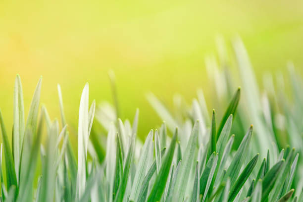 This photograph depicts narcissus leaves without flowers. The green leaves stand out against the surrounding foliage, showcasing the distinctive shapes and patterns of narcissus foliage, even in the absence of flowers. The composition emphasizes the beauty and delicacy of these plants in their natural form