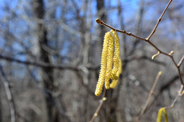a tree with a yellow catkin hanging on the twig