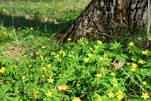 a tree trunk with yellow flowers in sunny day