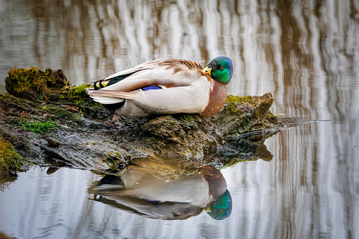 This photograph captures a duck peacefully resting on the shore. The tranquil scene reflects the calmness of the duck as it takes a moment to rest amidst its natural habitat, embodying the serenity of wildlife in its environment