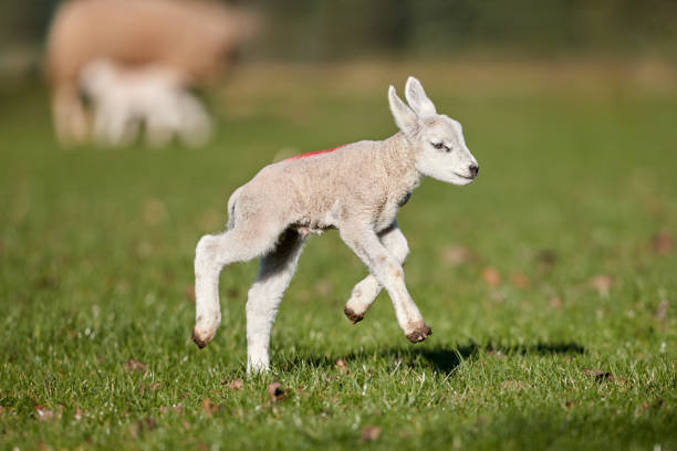 istock Cute newborn white lamb jumps around on meadow 2135286565
