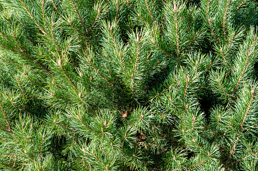 A close-up with many branches of Pinus pumila tree