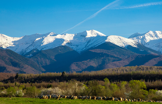 A landscape with a flock of sheep grazing in a field at the foot of the Fagaras mountains with their peaks covered with snow