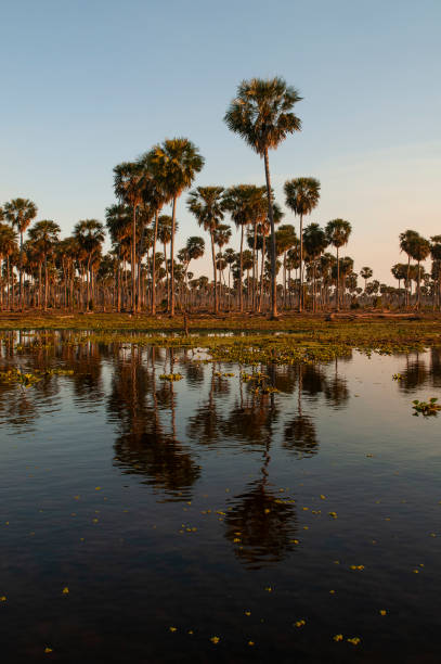 istock Palms landscape in La Estrella Marsh, Formosa province, Argentina. 2135288726