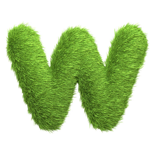 istock Capital letter W shaped from lush green grass, isolated on a white background 2135289332