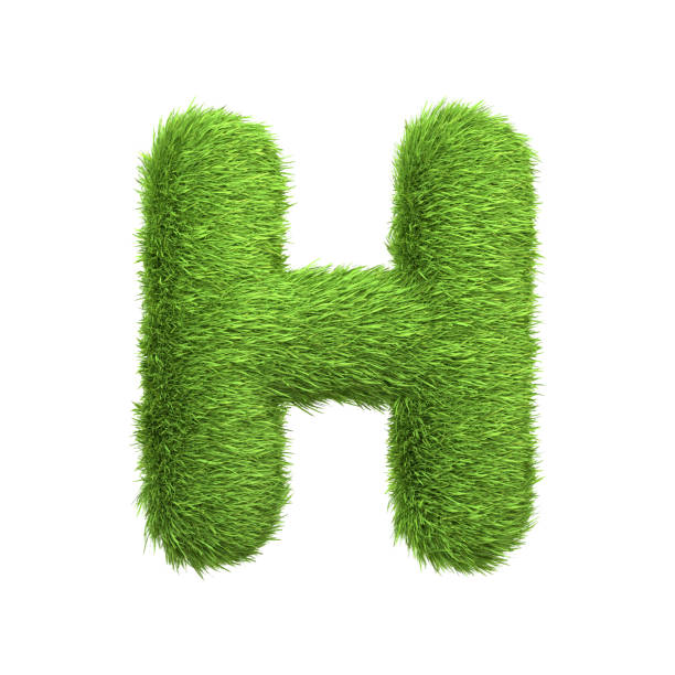 istock Capital letter H shaped from lush green grass, isolated on a white background 2135290472