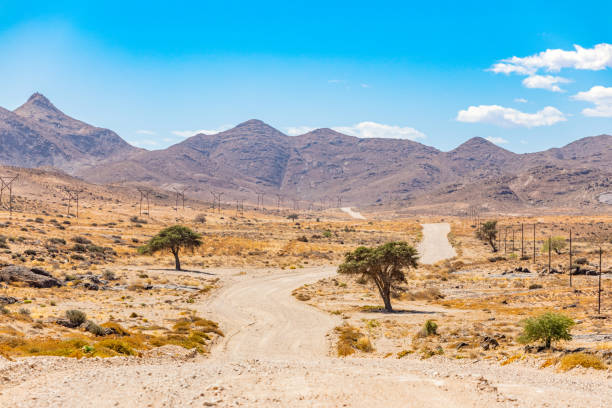 Sparse vegetation on roadside in the Richtersveld National Park, South Africa