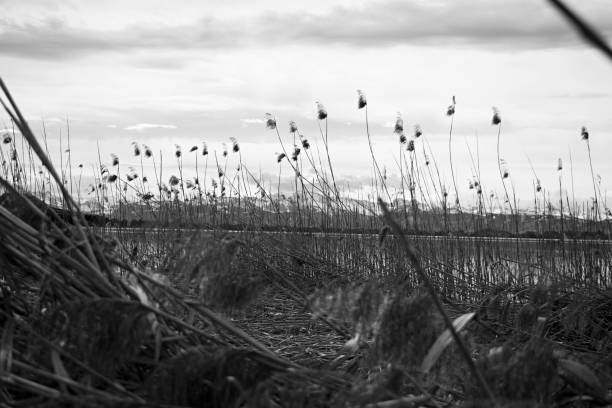 istock Reeds on the lake 2135345394
