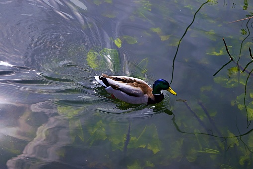 A lone duck swimming in the lake Pfäffikon on a spring day in March.