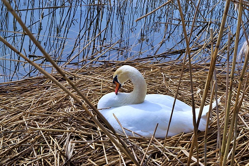 The tundra swan (Cygnus columbianus) is a small Holarctic swan. Staten Island in the Sacramento–San Joaquin River Delta, California. On a pond swimming.