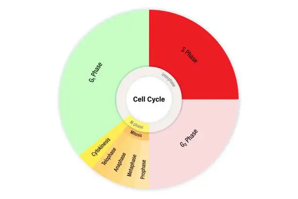 Vector illustration of The cell cycle. Division cycle of eukaryotic cell. Mitosis and interphase cycle. A dividing cell. G1, S, G2, Cytokinesis and mitosis.