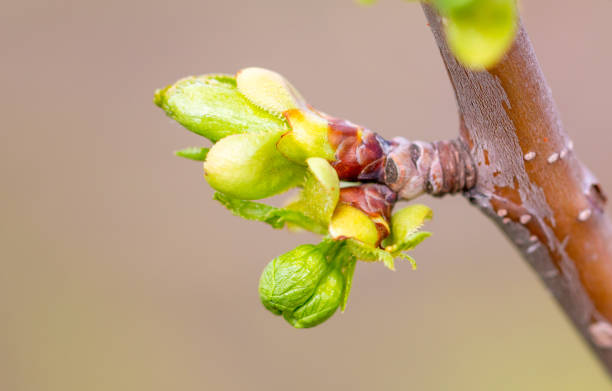 istock Flower buds on a plum branch in early spring. 2135372308