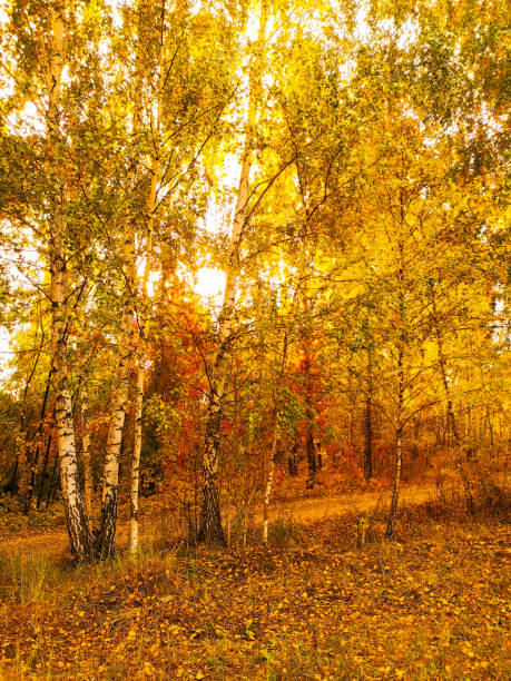 Yellow birches in the forest in autumn. Nature