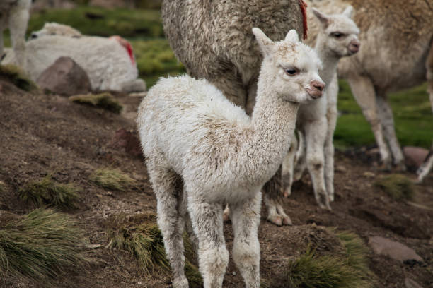 A Lama close to a small village on Lares Trek, Peru. In the background you see a couple of sheep farmers cottages
