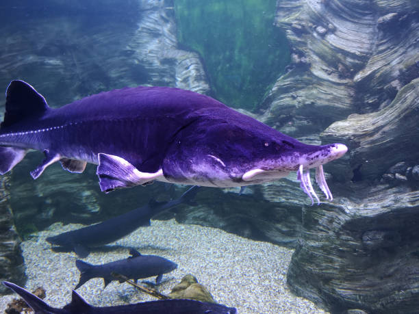 istock Sturgeon fish swims in the water 2135375216