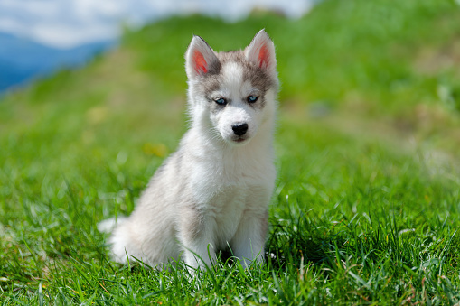 Husky puppy is sitting on top of a lush green field. The puppy is alert and looking around its surroundings, with ears perked up. The field is vibrant and filled with various shades of green grass.