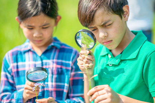 Two elementary students hold samples of grass under their magnifying glasses as they take a closer look at the plants and insects around them.  They are both dressed casually and have neutral expressions on their faces as they explore inquisitively.