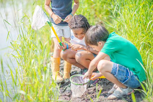 Three elementary students squat down at the edge of a pond as they search for samples with small nets.  They are each dressed casually and are focused on looking in their nets to see what they have pulled up.