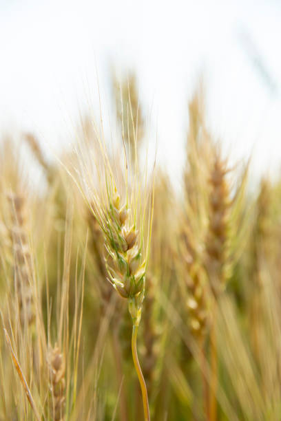 Close-up barley in the farm