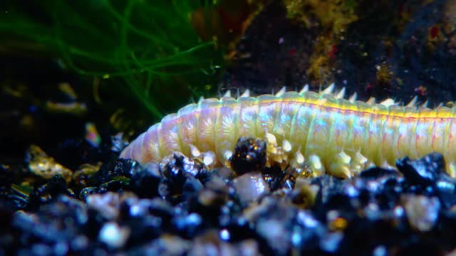 Polychaetes, marine worms Nereis. The fauna of the Black Sea