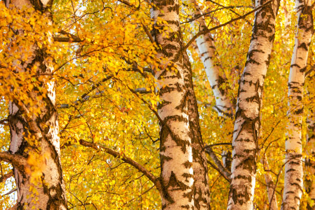 istock Yellow birches in the forest in autumn. 2135393998
