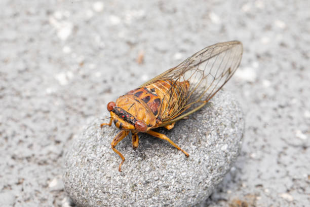istock Closeup image of cicada. 2135401870