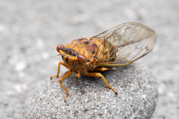 istock Closeup image of cicada. 2135403030