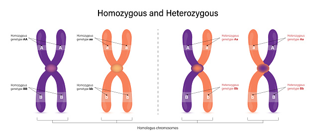 The difference of homozygous and Heterozygous. Vector used for scientific and medical education.