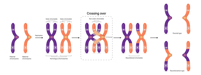 Diagram of Crossing over. Parental type and Recombination type. Genetic variation. Vector used for scientific and medical education.