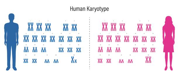 human karyotype. autosome and sex chromosome. male and female. - symbol sex healthcare and medicine healthy lifestyle点のイラスト素材／クリップアート素材／マンガ素材／アイコン素材