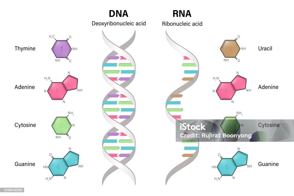 Structure Of Dna And Rna Deoxyribonucleic Acid Ribonucleic Acid Structure Of Dna And Rna Deoxyribonucleic Acid Ribonucleic Acid