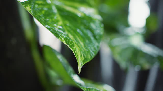 Close-up of wet leaves of climbing plant on tree. Tropical rain drapes over vibrant leaves, a visual clue for climatologists predicting weather patterns in rainforest ecosystems.
