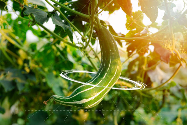 istock Explore sustainable agriculture practices with AI technology managing crop, water, and pest control in an organic vegetable garden 2135419808