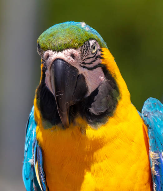 istock Portrait of a parrot in nature 2135439587