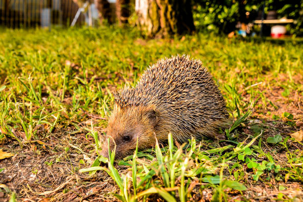 istock European Hedgehog Mammal Animal 2135445185