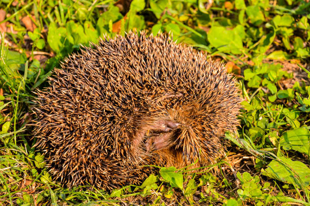 istock European Hedgehog Mammal Animal 2135445193